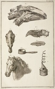 TÃªtes de cheval