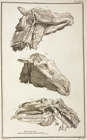 TÃªtes angiologiques de cheval
