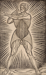 In hac figura habes duos musculos obliquos ascendentes