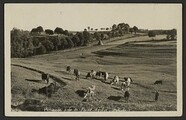 PÃ¢turage prÃ¨s de Saint-AgrÃ¨ve (ArdÃ¨che)