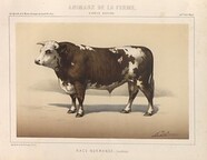 Taureau de race normande