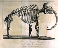 â€œSkeleton of the Young Mammouth in the Museum at Philadelphia.â€ Illustration in Ã‰douard de MontulÃ©, A Voyage to North America, and the West Indies, in 1817