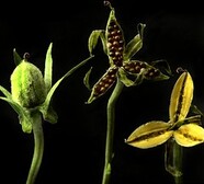 How Violets scatter their seeds: capsule open: [capsule] empty