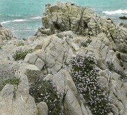 Erigonum fasciculatum on rocks at Monterey, California