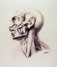 Muscles of the neck and face
