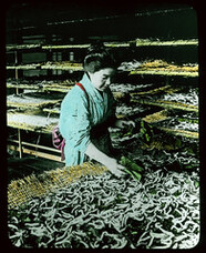 Gathering Cocoons