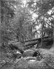 March Weather "A Mossy Creek", Stanley Park, Vancouver, B.C.