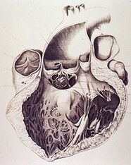 Anatomy of the heart