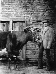 Man with cow circa 1900 (archive ref DDX1319-2-12)