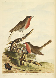 Lords entire new System of ornithology, or cumenical history of British Birds; with a brief account of their characters. - caption: 'Two Robins with their nest, full of eggs.'