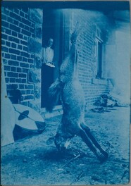 A hunted jackal hanging on the porch of Brickhouse. Mary Gallen-Kallela at the doorway. ; blue copy