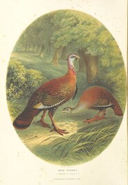 British Library digitised image from page 10 of "The Sportsman and Naturalist in Canada, or notes on the Natural History of the Game, Game Birds, and Fish of that Country ... Illustrated with coloured plates and woodcuts"