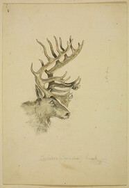 Cariboo (or reindeer) head