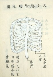 DaishoÌ„choÌ„ joshi no zu