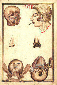 Views of human head, including muscles, nose, ear, and jaw