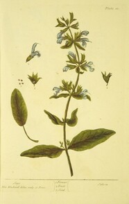 Sage =: Salvia