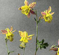 Aquilegia Flavescens