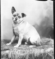 Lop-eared dog n.d.