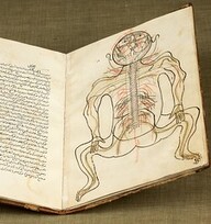 Anatomy of the human body