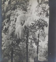 Left stereoscopic print of snowcovered pines in Ruovesi, Finland