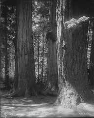 Big Trees, Stanley Park, Vancouver, B.C.