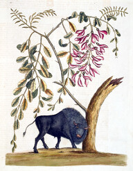 â€œBison Americanus.â€ Hand-colored engraving in Mark Catesby, The Natural History of Carolina, Florida and the Bahama Islands