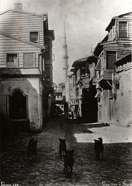 Street dogs in Istanbul