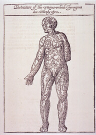 Portraiture of the vaines which chyrurgions doe comonly open:  Vein man