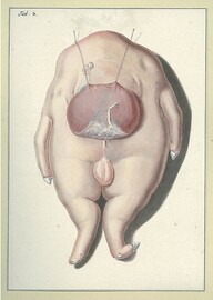 Dissection of a headless pig fetus