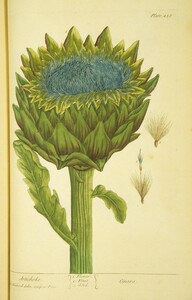 Artichoke: Cinara