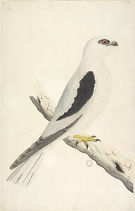 Collection 27: Drawings of birds chiefly from Australia, 1791-1792