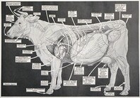 Maladies des bovins