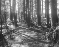 Creek Path Leading to Lake, Stanley Park, Vancouver, B.C.