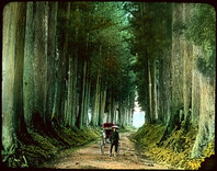 Man with rickshaw on tall tree lined dirt road.