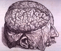 Brain Plate