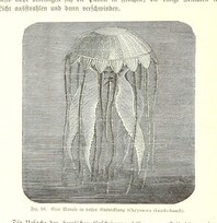 British Library digitised image from page 104 of "Nach Ecuador. Reisebilder ... Zweite, vermehrte Auflage. Mit ... Holzschnitten, etc"