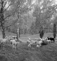 Grazing sheep at Viking Age grave field on BjÃ¶rkÃ¶ island, Uppland, Sweden