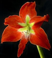 Amaryllis