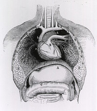 Distended stomach and colon