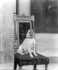 Top Dog