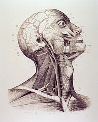Muscles and arteries of the neck and head