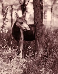 Vintage Moose Photo from Bon Echo
