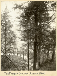 The Frozen Stream - Ainslie Wood