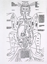 Anatomy - History