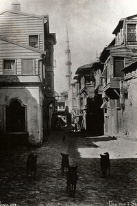 Street dogs in Istanbul