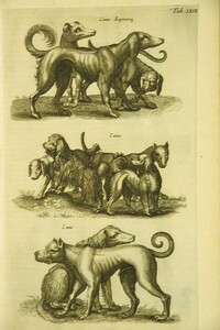 Dogs
