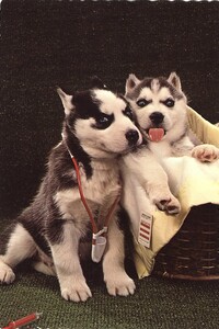 Siberian husky puppies posing as doctor and patient