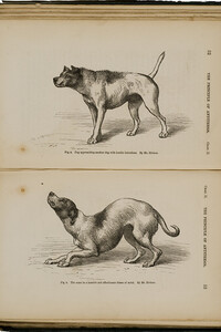 Dog approaching another dog with hostile intentions, by Mr. Riviere. The same in a humble and affectionate frame of mind, by Mr. Riviere