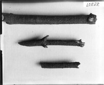 Western College tree bark specimens 1911