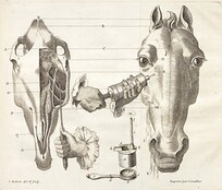 Moyens pour guÃ©rir la morve